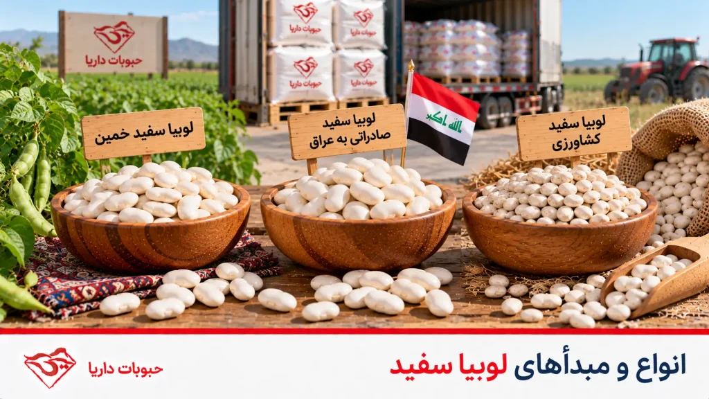 انواع لوبیای سفید در بازار 