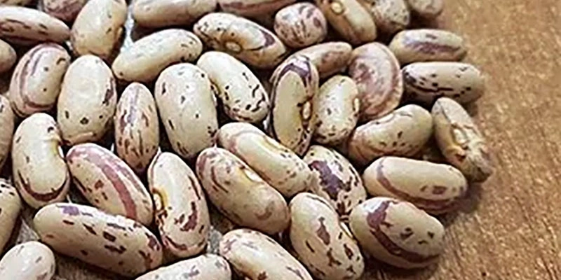 لوبیا چیتی خمین