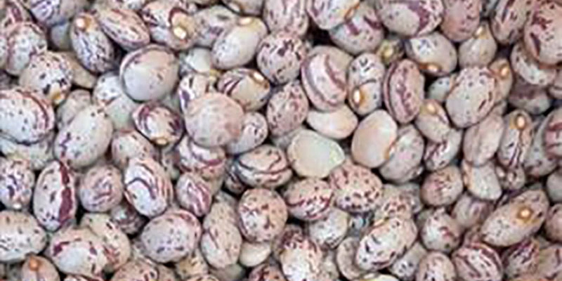لوبیا چیتی خمین