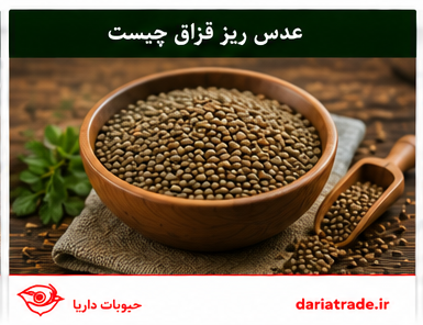 عدس ریز قزاق چیست