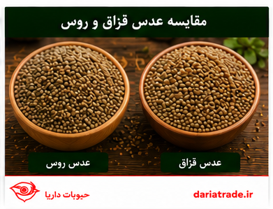 عدس ریز قزاق و روس