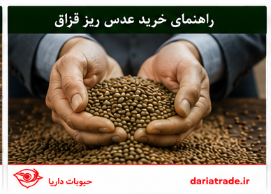 خرید عمده عدس قزاق ریز