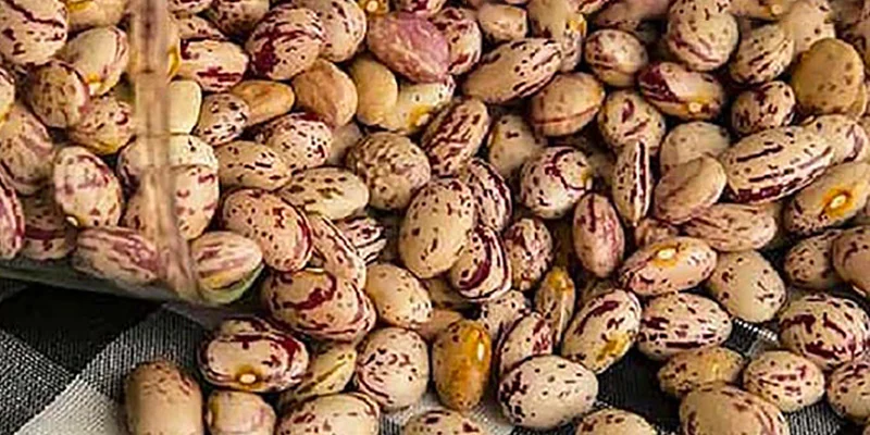 لوبیا چیتی اقلید