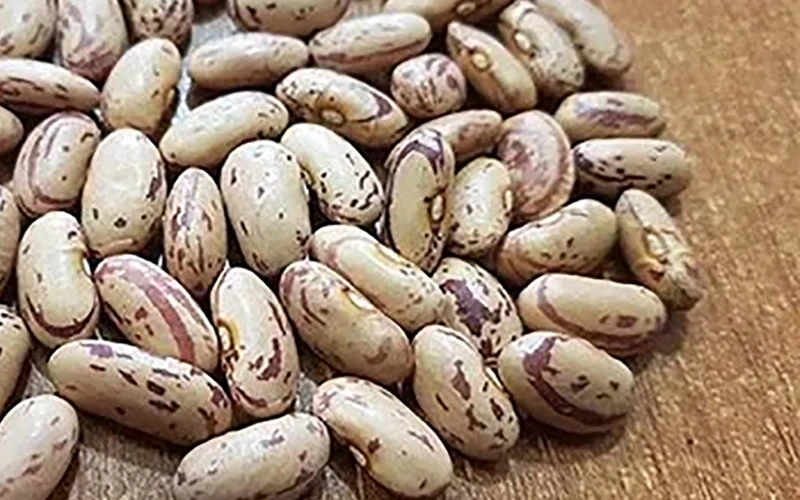 بهترین لوبیا چیتی ایران