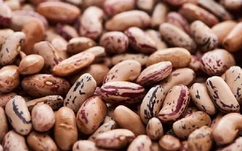 بهترین لوبیا چیتی ایران