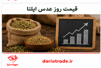 قیمت روز عدس ایلتا