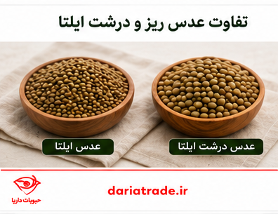 تفاوت قیمت عدس ایلتا