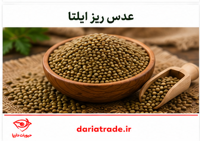 قیمت عدس ریز ایلتا
