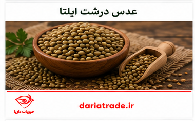 قیمت عدس درشت ایلتا