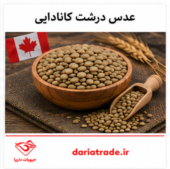 قیمت عدس درشت کانادایی 