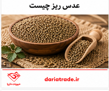 قیمت عدس ریز