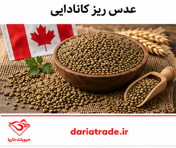 قیمت عدس ریز کانادایی 