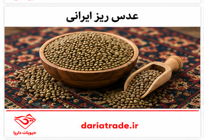 قیمت عدس ریز ایرانی 