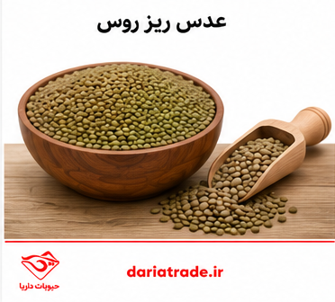 قیمت عدس روس ریز