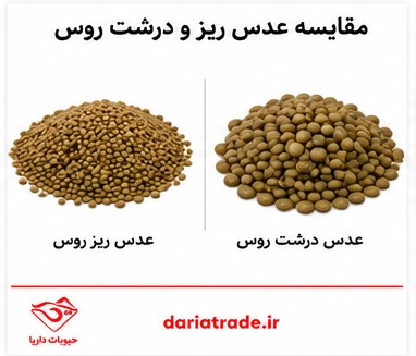 قیمت عدس روس 