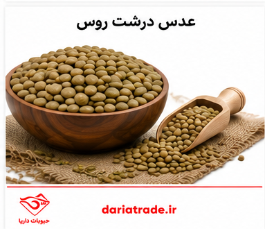 قیمت عدس روس درشت
