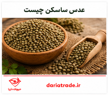 عدس ساسکن چیست
