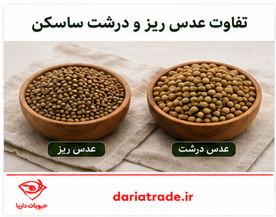 عدس ریز و عدس درشت ساسکن