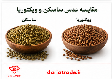 عدس ساسکن و ویکتوریا