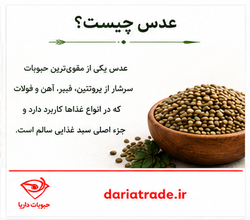 قیمت عدس چیست