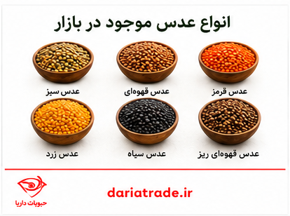 قیمت عدس عمده ای