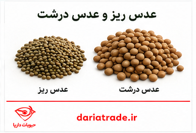 قیمت عدس ریز و درشت