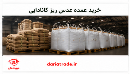 خرید عمده عدس
