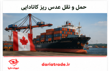 قیمت عدس ریز کانادایی وارداتی