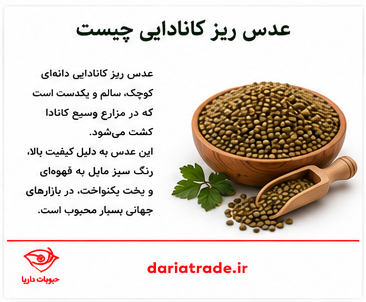 قیمت عدس ریز کانادایی
