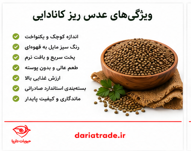 مشخصات عدس ریز کانادایی و قیمت
