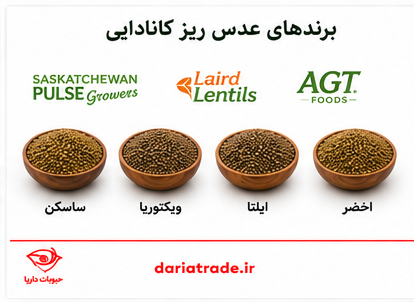 قیمت عدس ریز کانادایی و انواع برند آن