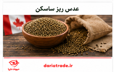 قیمت عدس ریز کانادایی ساسکن
