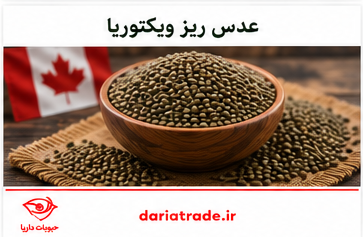 قیمت عدس ریز ویکتوریا