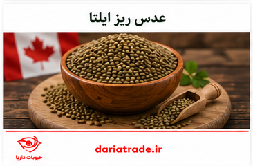 قیمت عدس ریز کانادایی ایلتا