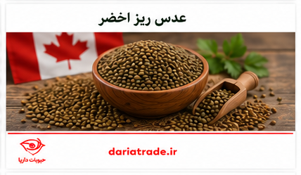 قیمت عدس ریز کانادایی اخضر