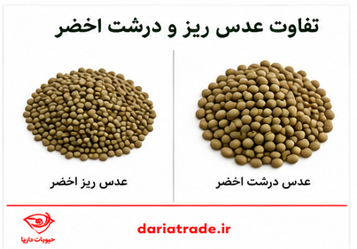 تفاوت عدس اخضر ریز و درشت
