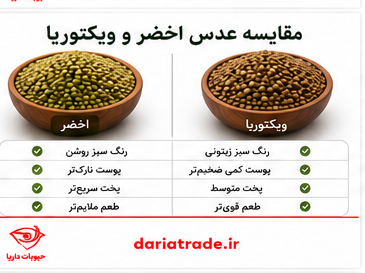 قیمت عدس اخضر و ویکتوریا