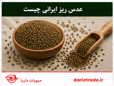عدس ریز ایرانی چیست