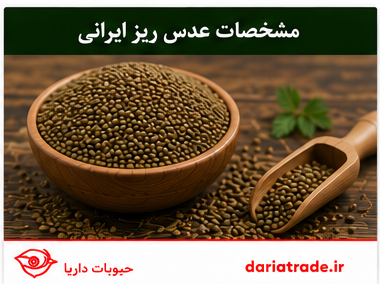 مشخصات عدس ایرانی ریز