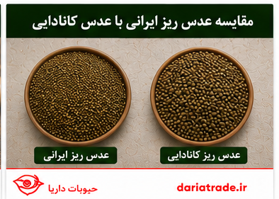 مقایسه قیمت عدس ریز ایرانی