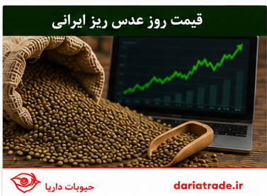 قیمت عدس ریز ایرانی به روز