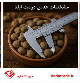 مشخصات عدس درشت ایلتا