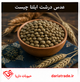 عدس درشت ایلتا کانادایی