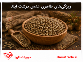 کاربرد عدس درشت ایلتا