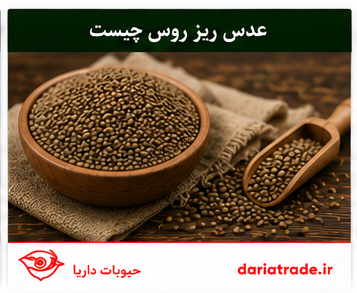 عدس ریز روس چیست