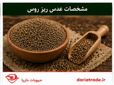 مشخصات عدس ریز روسی