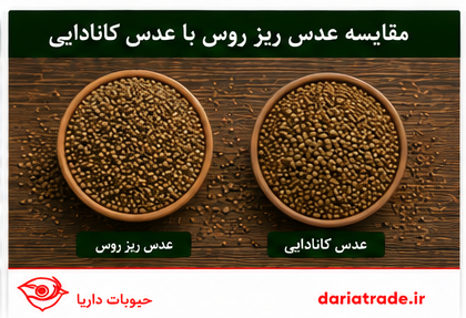 مقایسه عدس ریز روسی با عدس کانادایی