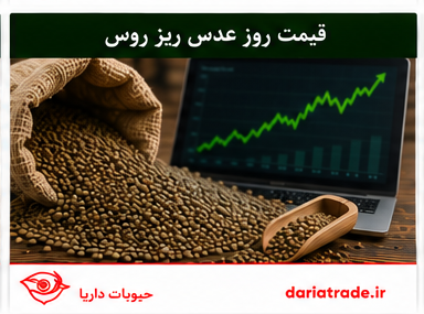 قیمت روز عدس ریز روس