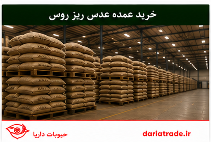 قیمت عدس ریز روس خرید عمده