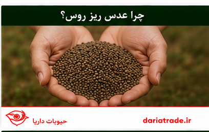 قیمت عدس ریز روسی